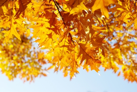 Yellow maple leaves on a twig in autumnの写真素材