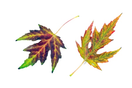 Autumn leaf of maple isolated on white