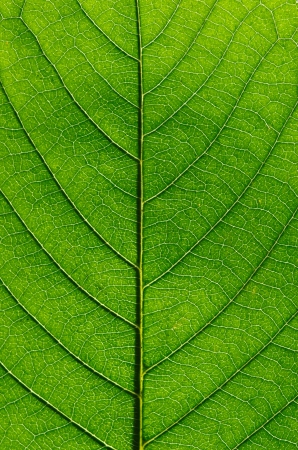 Green leaf background texture, macro
