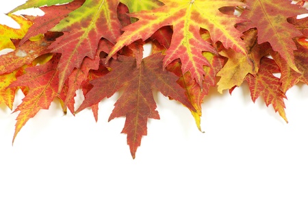 Colorful autumn leaves isolated on white