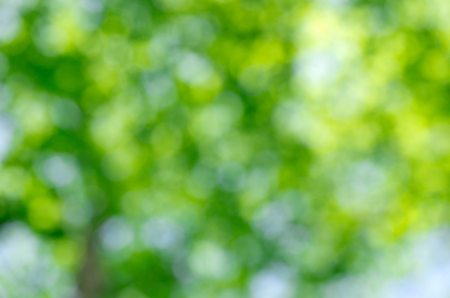 Nature green abstract bokeh backgroundの写真素材