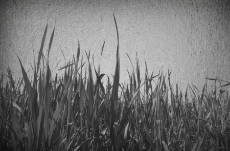 green field and blue skyの写真素材