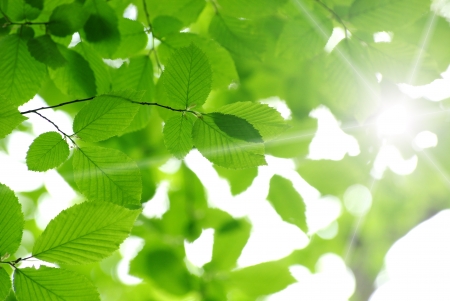 green leaves on the green backgrounds の写真素材