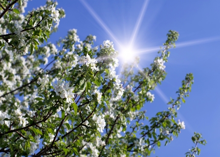 spring branch with white flowersの写真素材