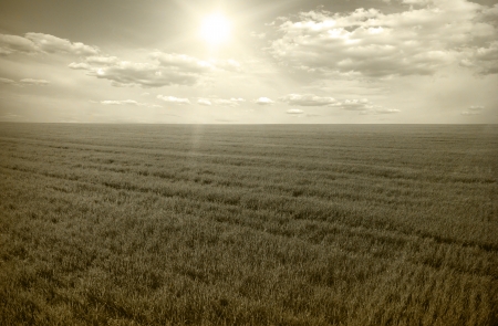 field under sky in grungeの写真素材