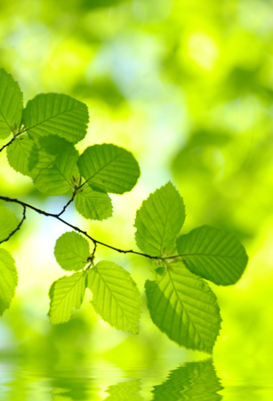 green leaves on the green backgroundsの写真素材