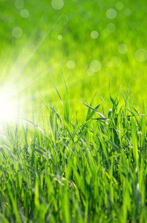 green grass background with selective focusの写真素材