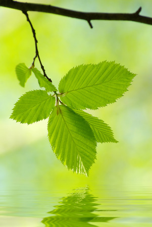 green leaves on the green backgroundsの写真素材