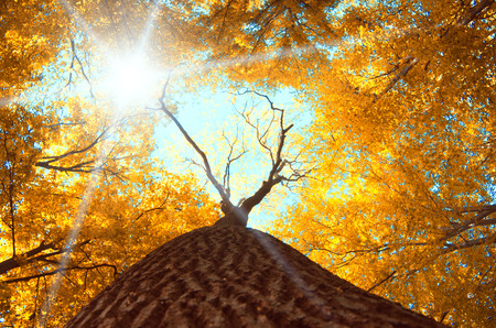 Autumn maple leaves on backgroundの写真素材