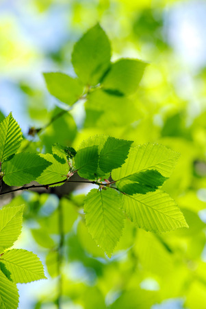 green leaves on the green backgroundsの写真素材