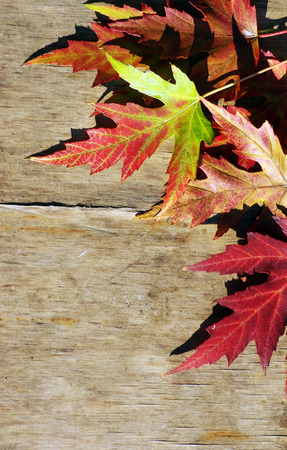 Autumn leaves over wooden backgroundの写真素材