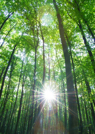 forest landscape in the morningの写真素材