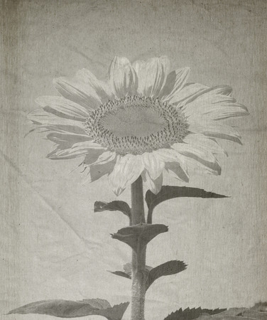Retro sunflower - vintage flower backgroundの写真素材