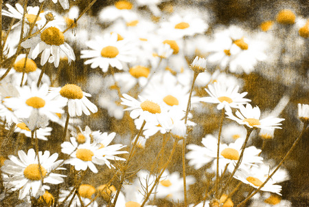 retro flowers camomile blossoms on meadowの写真素材