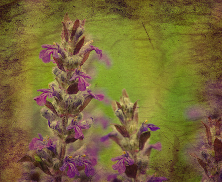 grunge paper with blossomの写真素材