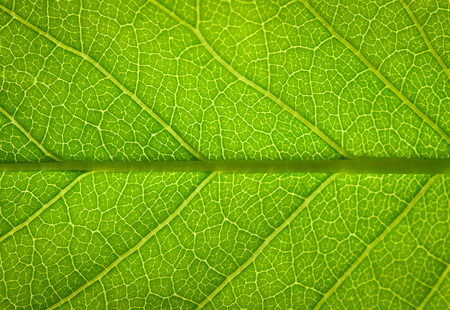 close up of green leaf texture