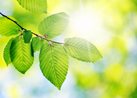 green leaves over green backgroundの写真素材