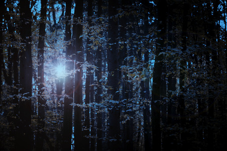 Mysterious forestの写真素材