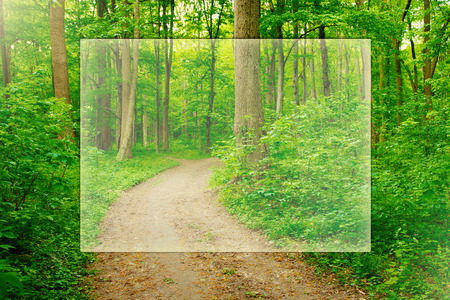 path in green summer forest