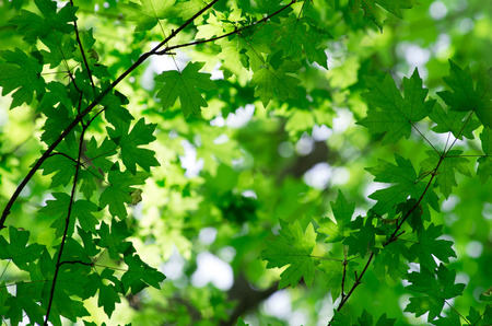 green leaves over green backgroundの写真素材
