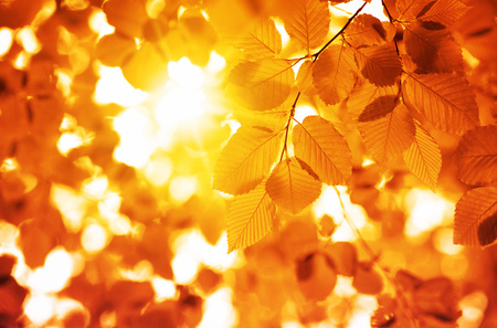Leaves on the branches in the autumn forest.の写真素材