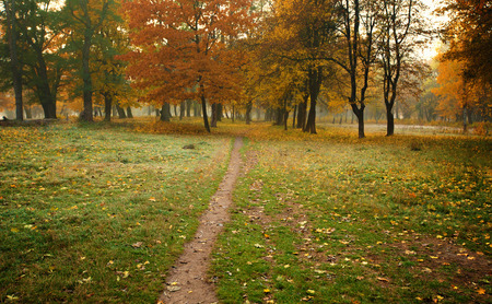 Golden autumnal forestの写真素材