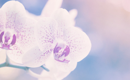 orchid isolated on a green backgroundの写真素材