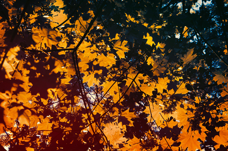 Leaves on the branches in the autumn forest.の写真素材