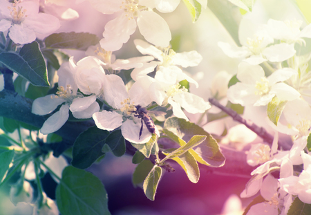 spring branch with white flowersの写真素材