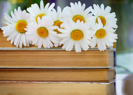 Chamomile flowers on booksの写真素材