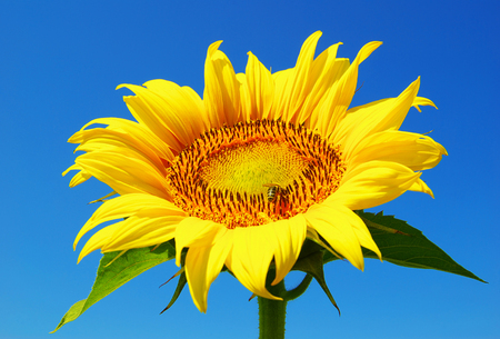 field of sunflowers and blue sun skyの写真素材