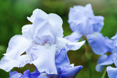 Close up of purple iris flowersの写真素材