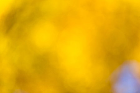 autumnal natural bokeh with sun for background or backdropの写真素材