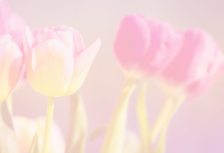 Pink tulip backgroundの写真素材