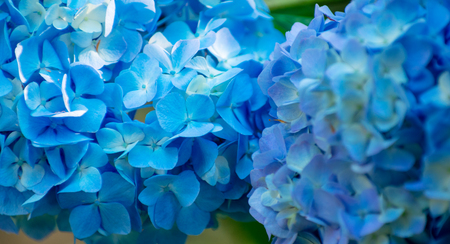 hydrangea flowers close up