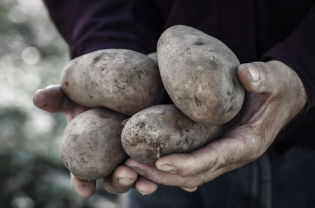 Hands holding fresh potatoes just dug out of the groundの写真素材