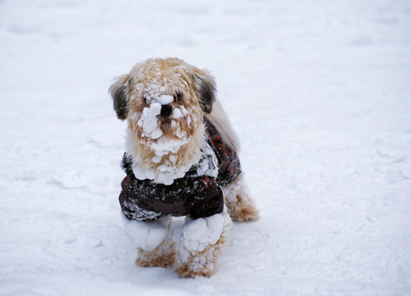 dog in a jacket curious looking around while walking in the winterの写真素材