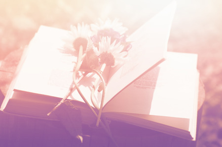 Chamomile flowers on booksの写真素材