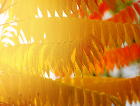 Autumn orange leaves backgroundの写真素材