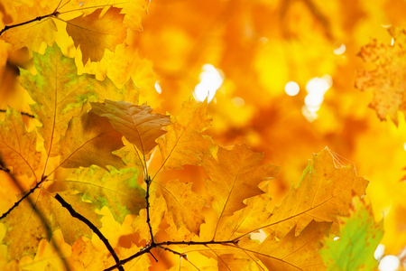Yellow maple leaves on a twig in autumnの写真素材