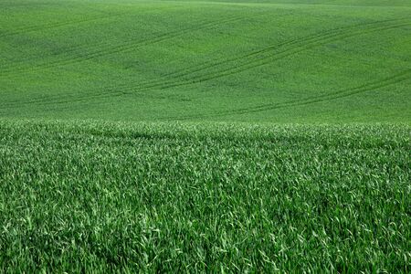 green grass background with selective focus