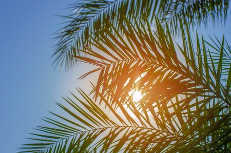 Palm tree leaves on blue skyの写真素材