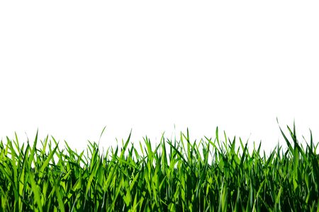 Grass isolated on white background.の写真素材