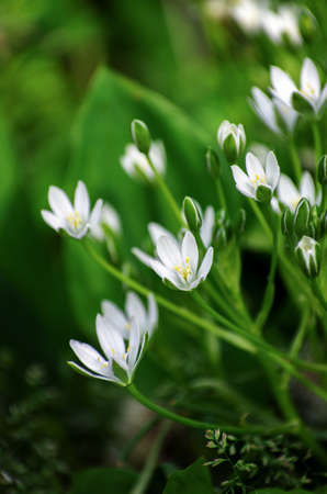 abstract blossom flowers on field