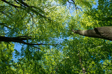 beautiful forest landscape in the morning