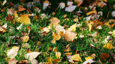 Beautiful Colorful Autumn Leaves Backgroundの写真素材