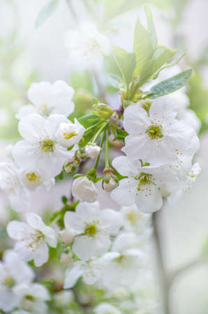 Cherry branch with beautiful background