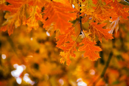 Yellow maple leaves on a twig in autumn
