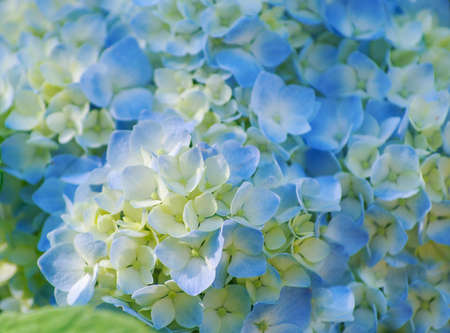 Blue hydrangea flowers close up
