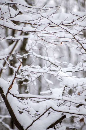 Background of snow on the branches of treesの写真素材